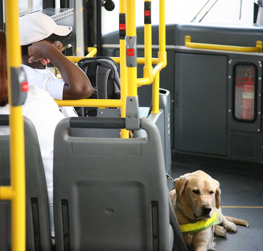 A man and his assistance dog sit on a bus.